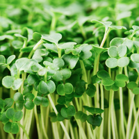 Thumbnail for Broccoli Microgreens