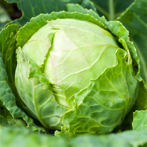 Cabbage