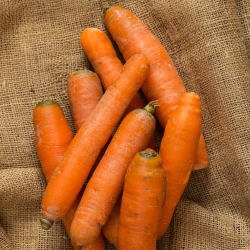Malur Carrot