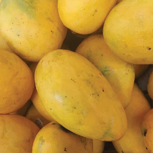 Mango - Banganapalli