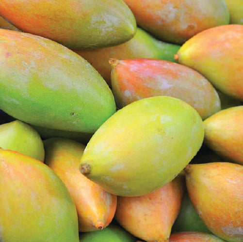 Mango - Totapuri