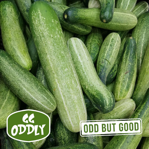 Oddly Indian Cucumber