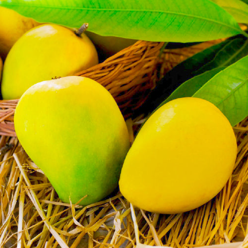 Mango Alphonso - Ratnagiri