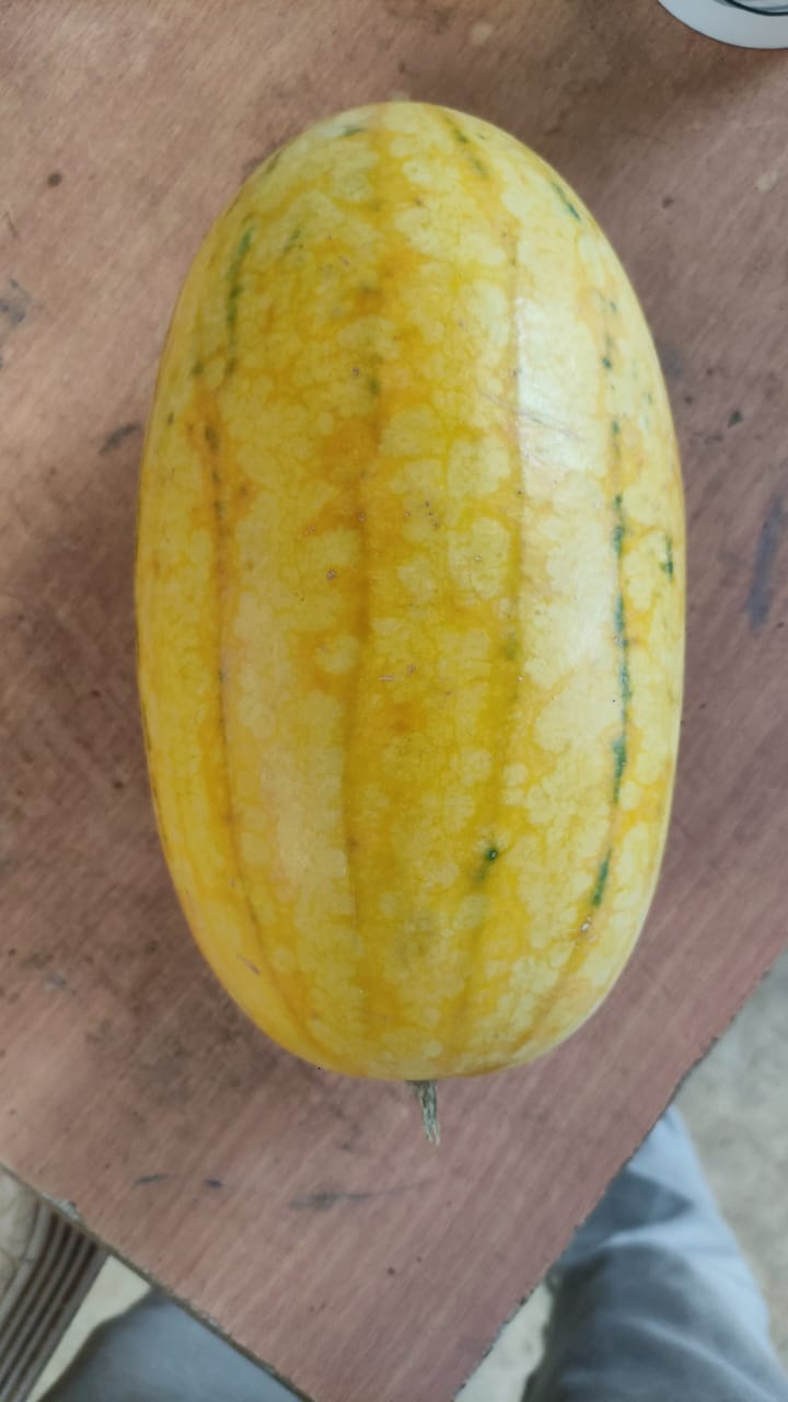 Yellow Watermelon