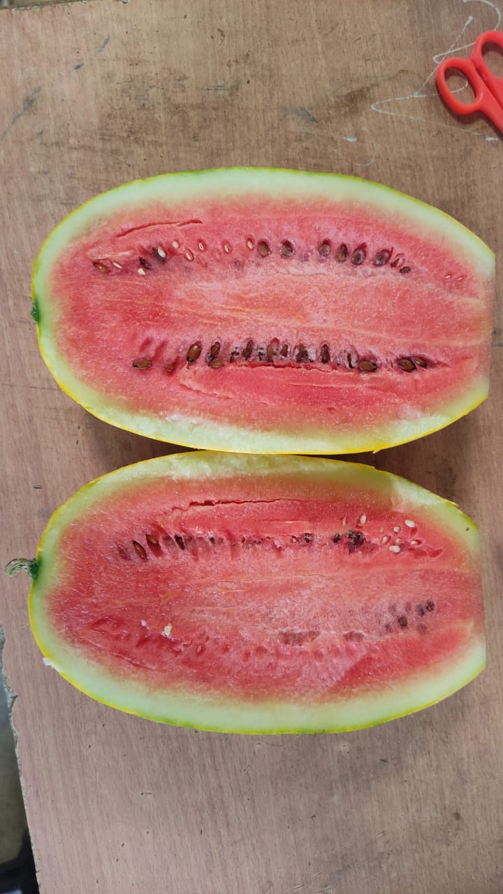 Yellow Watermelon