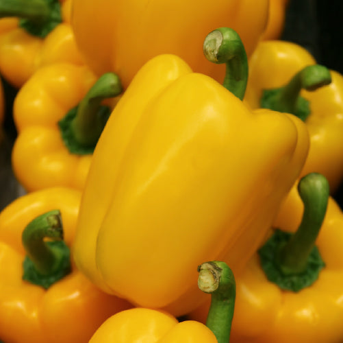 Yellow Capsicum