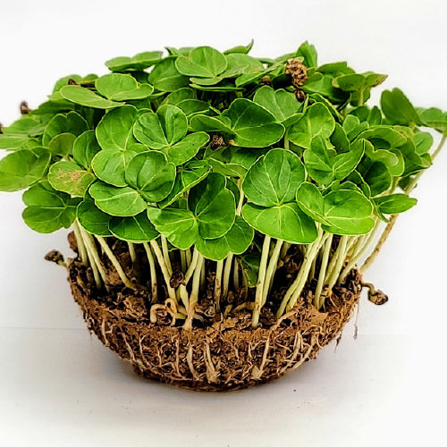 Gongura Microgreens