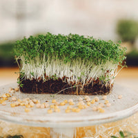 Thumbnail for Green Amaranthus Microgreens