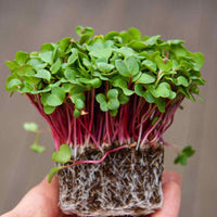 Thumbnail for Red Amaranthus Microgreens