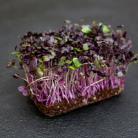 Thumbnail for Purple Radish Microgreens
