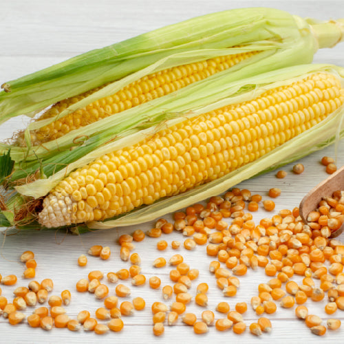 Sweet Corn