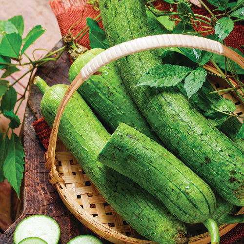 Sponge Gourd